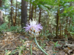 Centaurea alba
