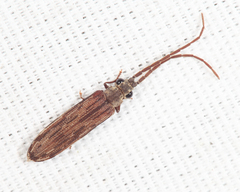 Tenomerga cinerea