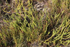 Lachnaea grandiflora