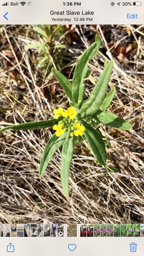 wormseed wallflower