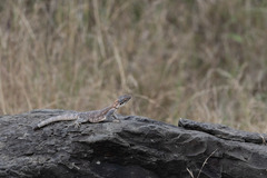 Agama caudospinosa