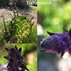 Trichostema