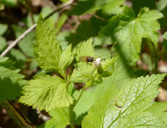 Rhingia nasica image