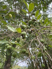 Psidium sartorianum