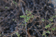 Galium murale