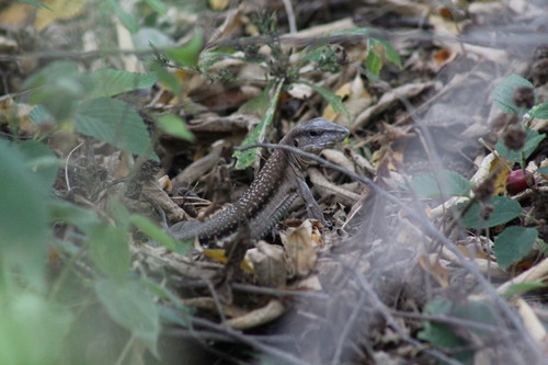 Mexican Racerunner, Aspidoscelis guttatus