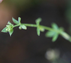 Galium murale