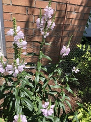 Physostegia angustifolia