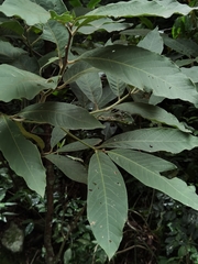 Ocotea sinuata