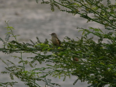 Prinia inornata