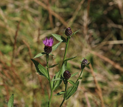 Centaurea decipiens