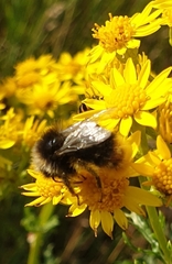 Bombus jonellus