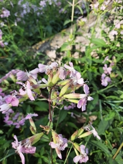 Saponaria officinalis