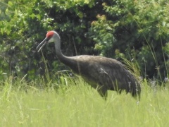 Antigone canadensis pulla