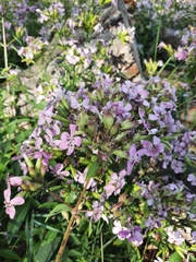 Saponaria officinalis