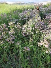 Saponaria officinalis