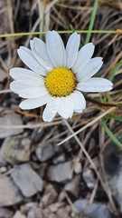 Leucanthemum halleri