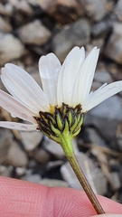 Leucanthemum halleri
