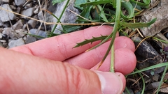 Leucanthemum halleri