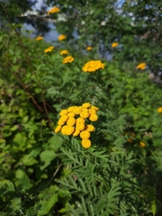 Tanacetum vulgare