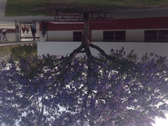 Jacaranda