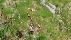 Helictotrichon parlatorei