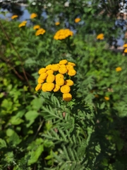 Tanacetum vulgare