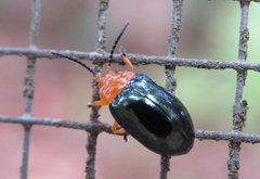 Lamprolina simillima
