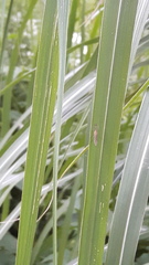 Culex pipiens