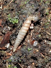 Brachypodella dubia