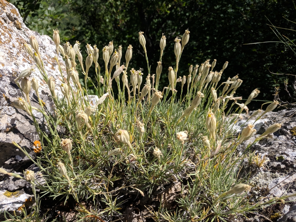Silene jailensis