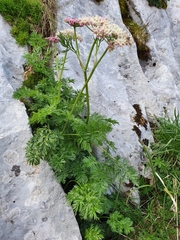Mutellina purpurea