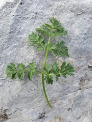 Mutellina purpurea