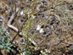 Linaria nivea