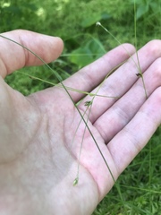 Carex trisperma