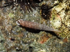 Brachypodella dubia