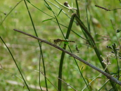 Erythrodiplax umbrata