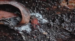 Metabalta tuberculata