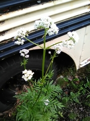 Valeriana officinalis