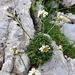 Hornungia alpina - Photo (c) Alexander Rumpel,  זכויות יוצרים חלקיות (CC BY-NC), הועלה על ידי Alexander Rumpel