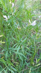 Astragalus arenarius