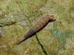 Brachypodella dubia