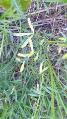 Astragalus arenarius