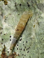 Brachypodella dubia