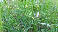 Astragalus arenarius