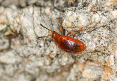 Stenotarsus blatchleyi