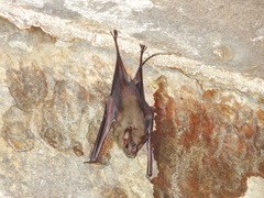 Rhinopoma hardwickii
