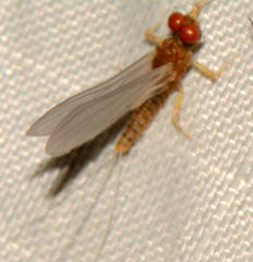 Ephemerella dorothea