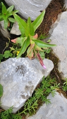 Epilobium alpestre