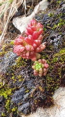 Sedum atratum